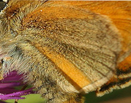 Skrstregbredpande, Thymelicus sylvestris . Tuen, Skiveren. 9 juli 2005. Fotograf: Lars Andersen