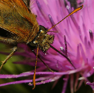 Skråstregbredpande, Thymelicus sylvestris . Tuen, Skiveren. 9 juli 2005. Fotograf: Lars Andersen