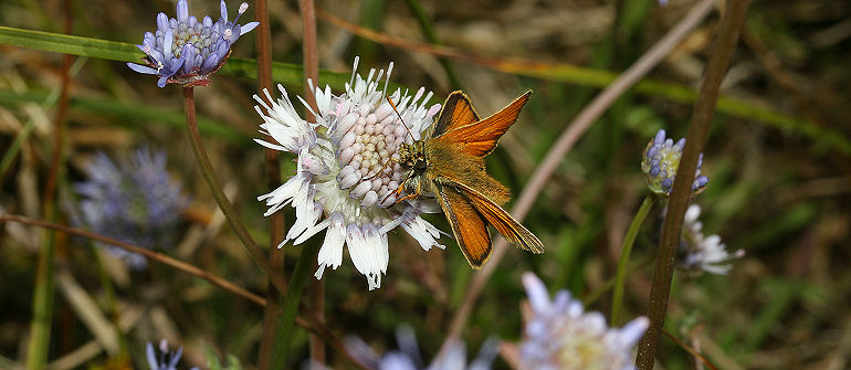 Skråstregbredpande, Thymelicus sylvestris . Skagen. 8 juli 2005. Fotograf: Lars Andersen