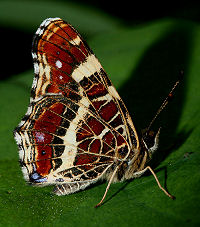 Nældesommerfugl, Araschina levana. Kongelunden, d. 1 august 2005. Fotograf Lars Andersen