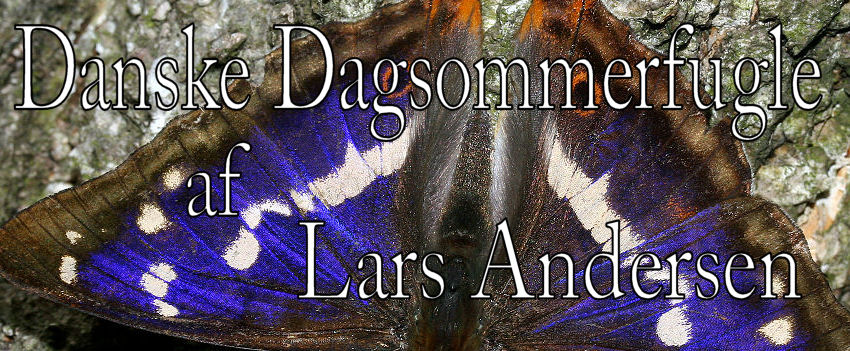 Iris, (Apatura iris) han. Pinseskoven, Vestamager 16 Juli 2005. Fotograf: Lars Andersen