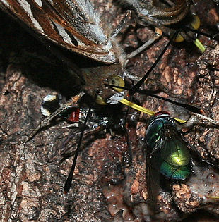 Iris, Apatura iris og en Rdtippet glassvrmer (Synanthedon formicaeformis) imellem benet p en Iris han, sammen med guldfluer p en 2 dage gl. Rocqefort-ost! Pinseskoven d. 23 juli - 2005. Fotograf: Lars Andersen