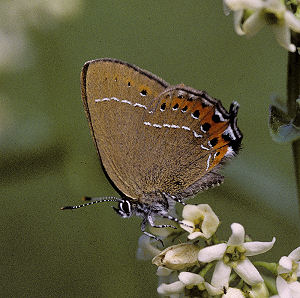 Slensommerfugl, Satyrium pruni. Kendes fra Det hvide w p det store rde felt p bagvingen, og mangler det hvide w. land. Sverige. d. 26/6 2003. Fotograf: Jens Meulengracht Madsen