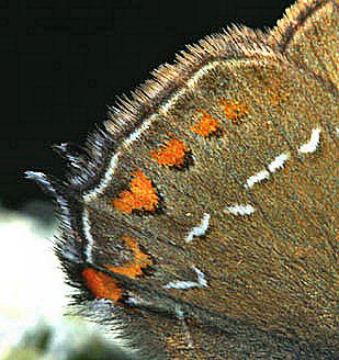 Egesommerfugl, Satyrium ilicis. Hagestad Naturresevat, Skne. d. 21/7 2005. Fotograf: Lars Andersen