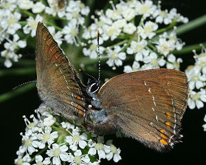 Egesommerfugl, Satyrium ilicis. Parringsforsg. Hagstorp Nationalpark, Skne. d. 20/7 2005. Fotograf: Lars Andersen