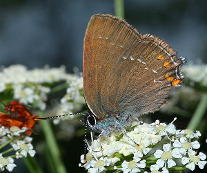 Egesommerfugl, Satyrium ilicis. Hagestad Naturresevat, Skne. d. 20/7 2005. Fotograf: Lars Andersen