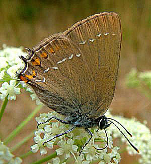 Egesommerfugl, Satyrium ilicis. Hagestad Naturresevat, Skne. d. 21/7 2005. Fotograf: Lars Andersen