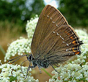 Egesommerfugl, Satyrium ilicis. Hagstorp Nationalpark, Skåne. d. 21/7 2005. Fotograf: Lars Andersen