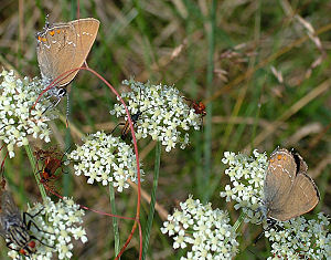 Brun pletvinge, Melitaea athalia  og Egesommerfugl, Satyrium ilicis. Hagestad Naturresevat, Sandhammaren, Skne 21 juli 2005. Fotograf: Lars Andesen