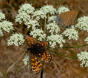 Brun pletvinge, Mellicta athalia og Egesommerfugl, Satyrium ilicis. Hagtorps, Sandhammaren, Skåne 21 juli 2005. Fotograf: Lars Andersen