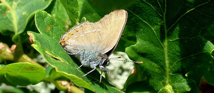 Egesommerfugl, Satyrium ilicis. Hagestad Naturresevat, Sandhammaren, Skne 21 juli 2005. Fotograf: Lars Andesen