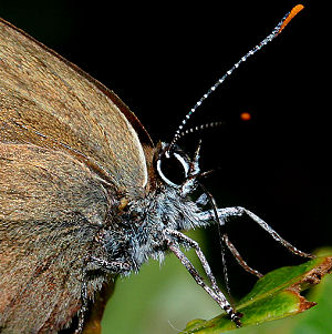 Egesommerfugl, Satyrium ilicis. Hagestad Naturresevat, Skne. d. 21/7 2005. Fotograf: Lars Andersen