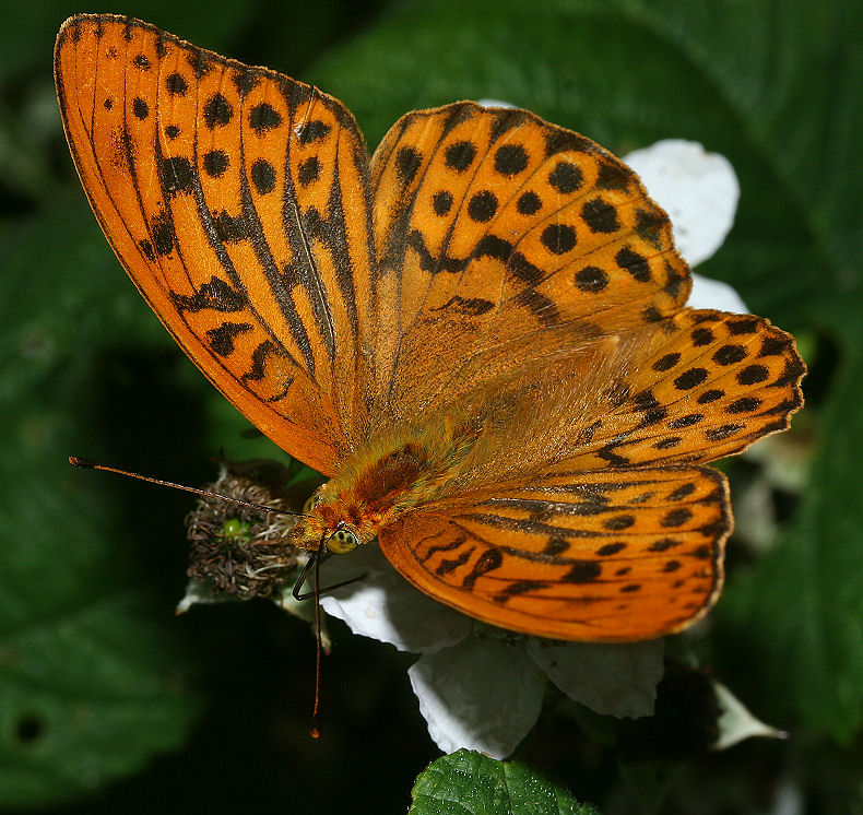 Kejserkåbe han, er den mest spidsvinget perlemorsommerfugl, hannens duftskæl er ret bredde. Hummerödsmossen, Skåne, Sverige. d. 21 juli 2005. Fotograf: Lars Andersen