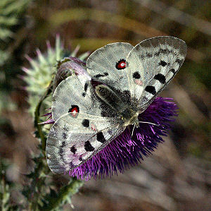 Apollo, Parnassius apollo, Gotland, Sverige juli 2005. Fotograf: Bo Lassen Christiansen