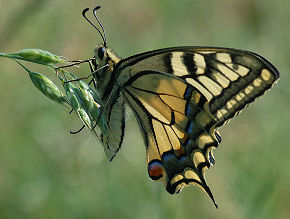 Svalehale, Papilio machaon. Vid Sluse, Hjer, Vadehavet. d. 9 juli 2005. Fotograf: Rune Bjerre