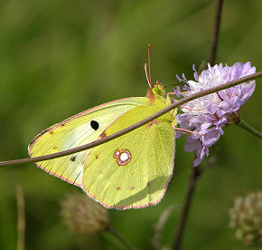 Gul høsommerfugl, Colias hyale, Bulgarien august 2005. Fotograf: Troells Melgaard