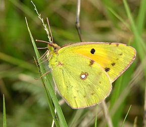 Orange hsommerfugl, Colias crocea, Bulgarien august 2005. Fotograf: Troells Melgaard