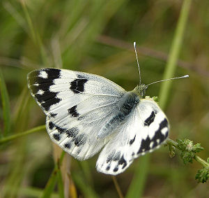 Grnbroget Hvidvinge / Grnbroget klsommerfugl, Pontia edusa, Bulgarien. August 2005. Fotograf: Troells Melgaard