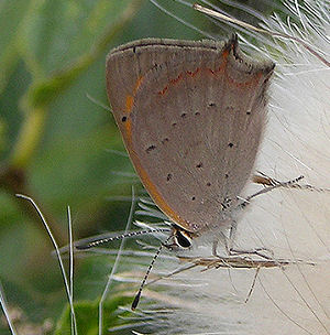 Lycaena thersamon. Bulgarien, august 2005. fotograf: Troells Melgaard