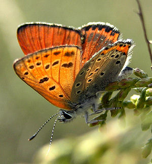 Lycaena ottomana. Bulgarien, august 2005. fotograf: Troells Melgaard