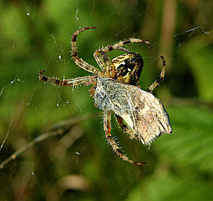 Okkergul randje, Coenonympha pamphilus fanget i nettet, det tog korsedderkoppen f sekunder at pakke den ind! Gedesby d. 17 august 2005, Fotograf: Troells Melgaard