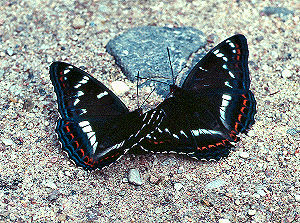 Poppelsommerfugl, Limenitis populi, Bialowieza i det østlige Polen, juli 2004. Fotograf: Troells Melgaard