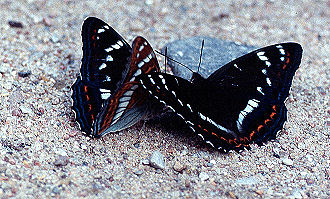 Poppelsommerfugl, Limenitis populi, Bialowieza i det østlige Polen, juli 2004. Fotograf: Troells Melgaard