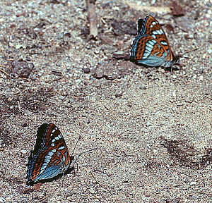 Poppelsommerfugl, Limenitis populi, Bialowieza i det østlige Polen, juli 2004. Fotograf: Troells Melgaard