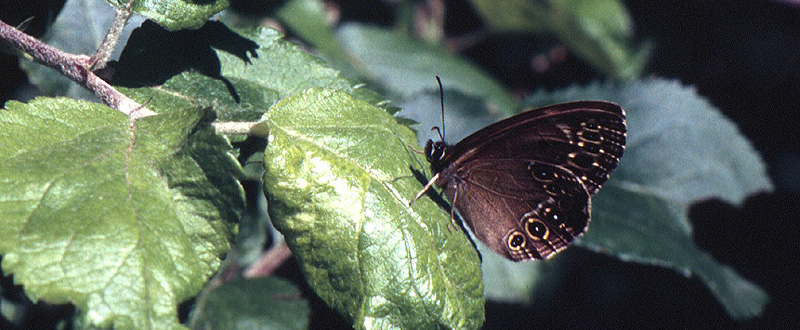 Skyggerandje, Lopinga achine, Bialowieza i det stlige Polen, juli 2004. Fotograf: Troells Melgaard