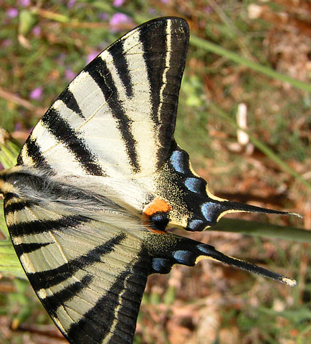 Sydeuropisk svalehale, Iphiclides podalirius. Rom, Italien. D. 23 juni 2005. Fotograf: Henrik S. Larsen