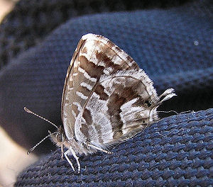 Bronzesommerfugl, Cacyreus marshalli, Rom, Italien. Juni 2005. Fotograf: Henrik S. Larsen