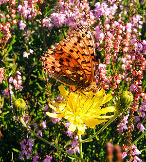 Markperlemorsommerfugl,  Argynnis aglaja, Melby overdrev d. 19 august 2005. Fotograf: Henrik Stig Larsen