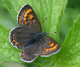 Bl ildfugl, Lycaena helle. Abisko, juni 2005. fotograf: Daniel Dolfe