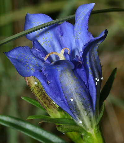 Ensianblfugl, Maculinea alcon g p Klokkeensian, Gentiana pneumonanthe. Hunnerdsmossen, Skne, Sverige d. 21 juli - 2005. Fotograf: Lars Andersen