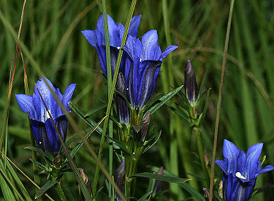 Ensianblfugl, Maculinea alcon g p Klokkeensian, Gentiana pneumonanthe. Hunnerdsmossen, Skne, Sverige d. 21 juli - 2005. Fotograf: Lars Andersen