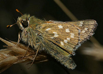 Kommabredpande, Hesperia comma. Dråby strand. d. 8 august 2005. Fotograf: Lars Andersen
