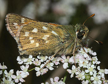 Kommabredpande, Hesperia comma. Dråby strand. d. 8 august 2005. Fotograf: Lars Andersen