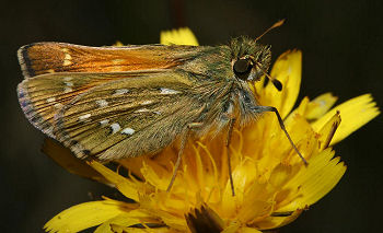 Kommabredpande, Hesperia comma. Dråby strand. d. 8 august 2005. Fotograf: Lars Andersen