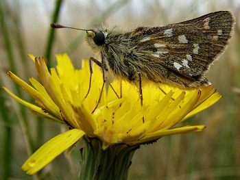 Kommabredpande, Hesperia comma. Dråby strand. d. 8 august 2005. Fotograf: Lars Andersen