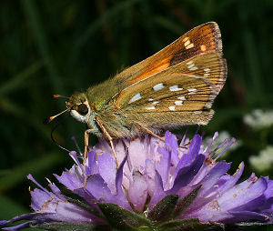 Kommabredpande, Hesperia comma Fosdalen, Hanherred, d. 2 august 2005. Fotograf: Bjarne Skule