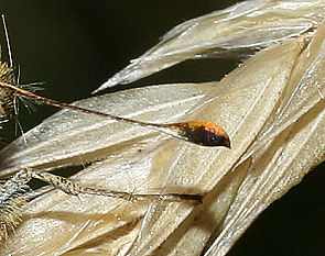 Flehorn med kortere spids end Stor bredpande er et sikkert kendetegn for Kommabredpande, Hesperia comma. Drby strand. d. 8 august 2005. Fotograf: Lars Andersen