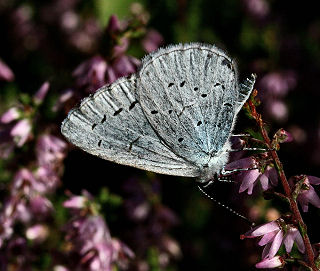 Skovblfugl, Celastrina argiolus. Hannenov Skov d. 17 august 2005. Fotograf: Lars Andersen