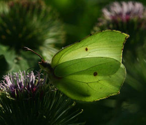 Citronsommerfugl, Hannenov skov, d. 17 august 2005. Fotograf: Lars Andersen