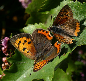 Lille Ildfugl, Lycaena phlaeas, hun og han lige fr parring. Hannen er lidt mindre end hunnen med mere spidse vinger. d. 17 august 2005. Hannenov skov. Fotograf: Lars Andersen