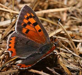 Lille Ildfugl, Lycaena phlaeas f. elea. Hagstorp Nat, park, Skne d. 20 juli 2005. Fotograf: Lars Andersen