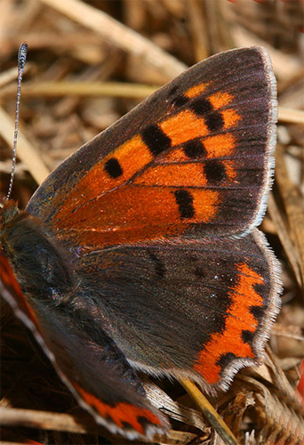 Lille Ildfugl, Lycaena phlaeas, d. 20 juli 2005. Hagstorp Nat, park, Skne. Fotograf: Lars Andersen