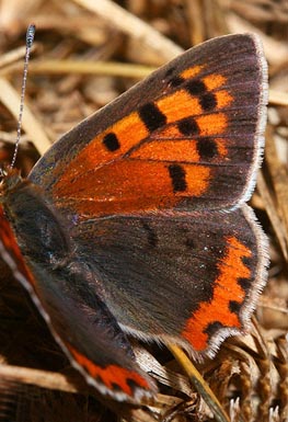 Lille Ildfugl, Lycaena phlaeas f. elea. Hagstorp Nat, park, Skne d. 20 juli 2005. Fotograf: Lars Andersen