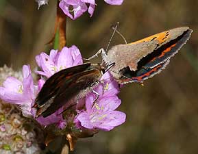 Lille Ildfugl, Lycaena phlaeas, d. 20 juli 2005. Hagstorp Nat, park, Skne. Fotograf: Lars Andersen