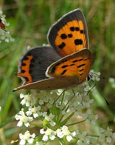 Lille Ildfugl, Lycaena phlaeas, d. 20 juli 2005. Hagstorp Nat, park, Skne. Fotograf: Lars Andersen