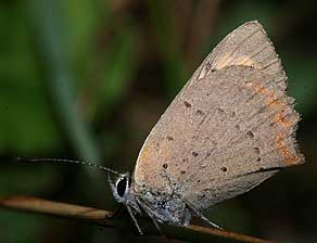 Lille Ildfugl, Lycaena phlaeas, Drby strand. d. 8 august 2005. Fotograf: Lars Andersen